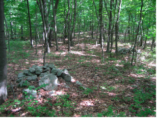 wildcat cairns