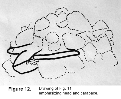 Drawing of Fig. 11 emphasizing head and carapace.